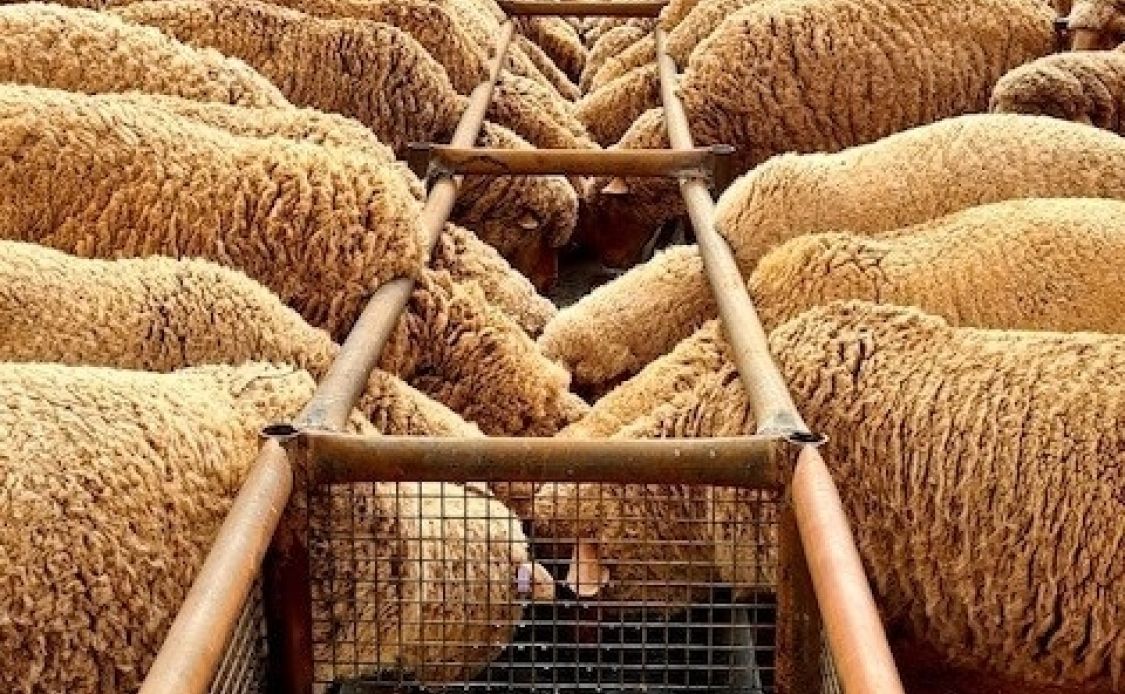 Wilgena Sheep