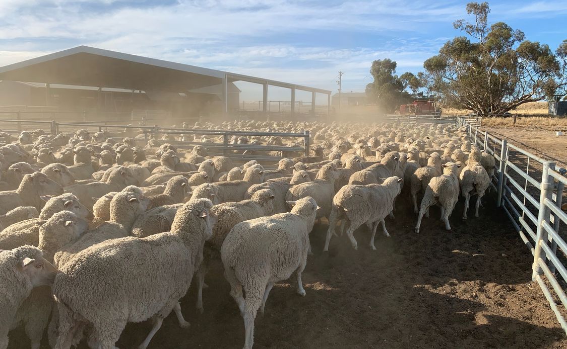 Sheep in the yards auto x2