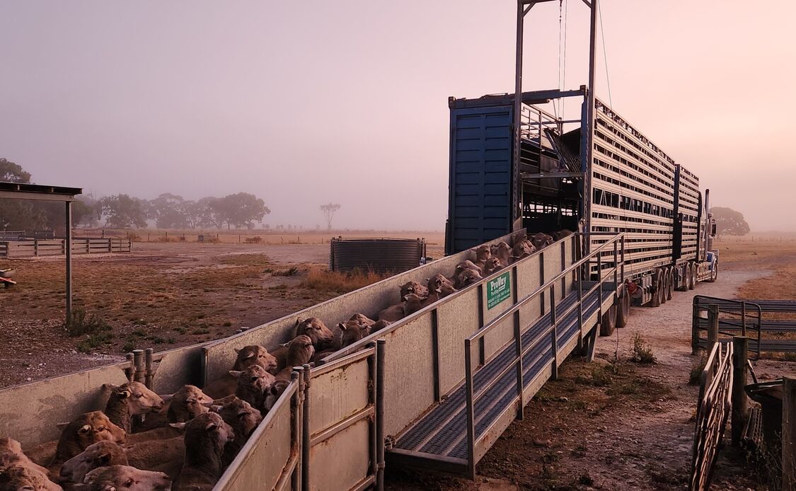 Romain Devaud Sheep being trucked at Konetta