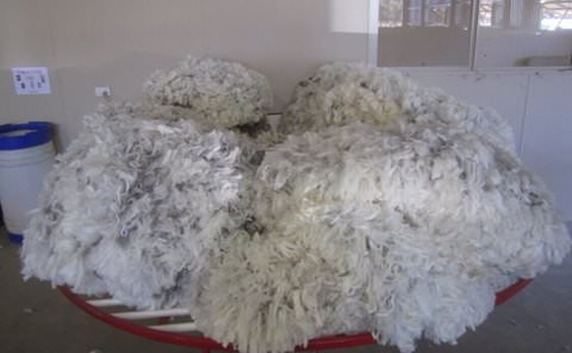 Konetta Fleeces For Wool Show